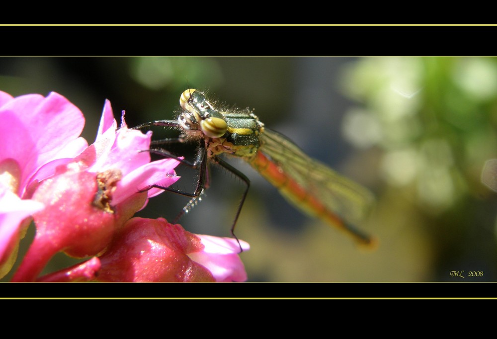 Libelle in gelb