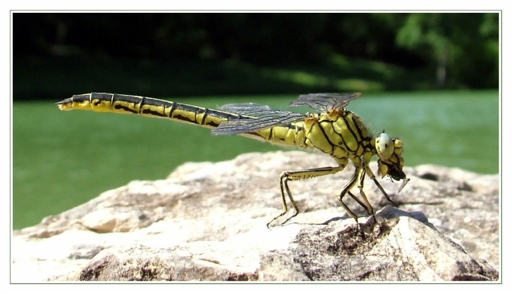 Libelle?? in Gelb-Schwarz...