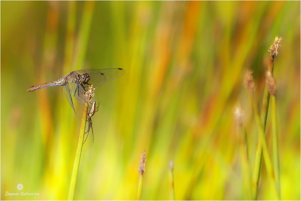 Libelle in Gesellschaft