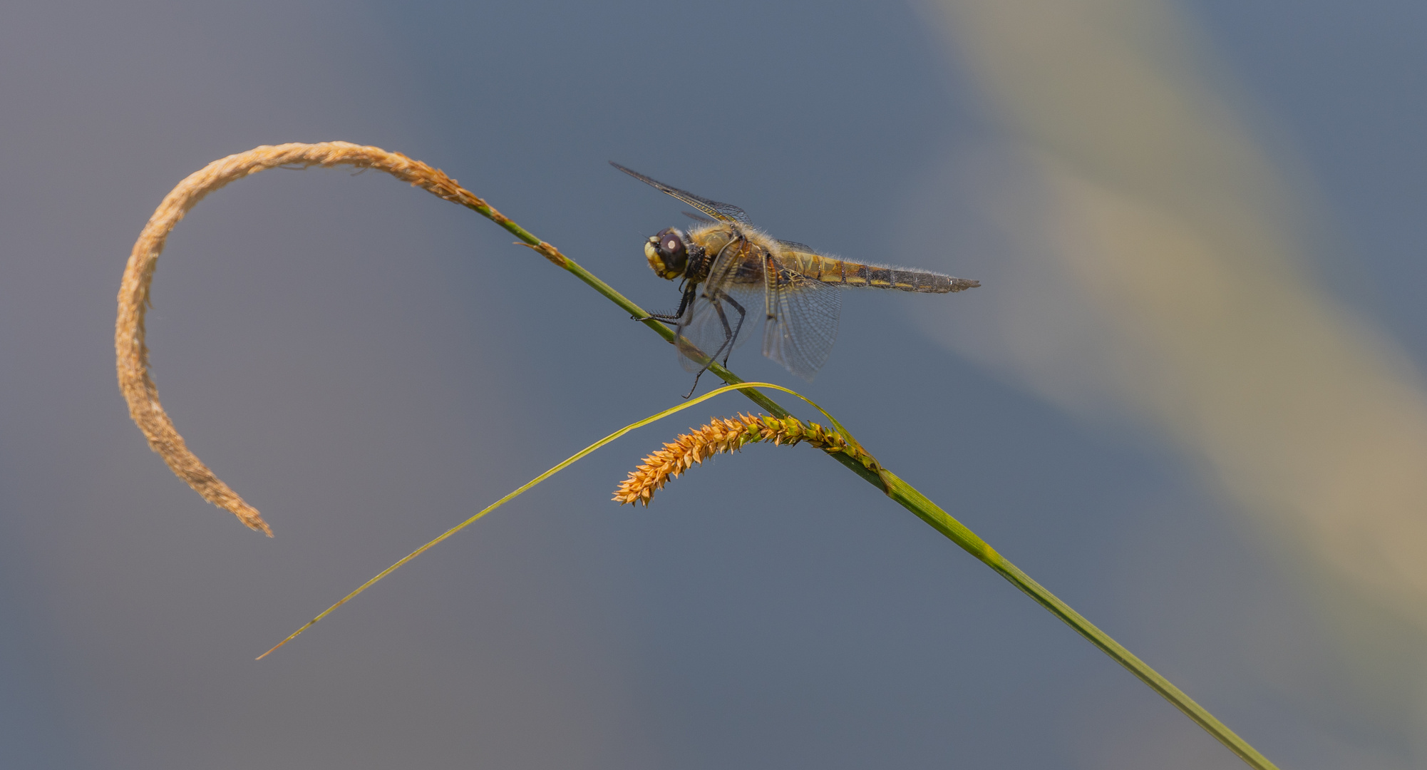 Libelle in Gold