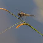 Libelle in Gold