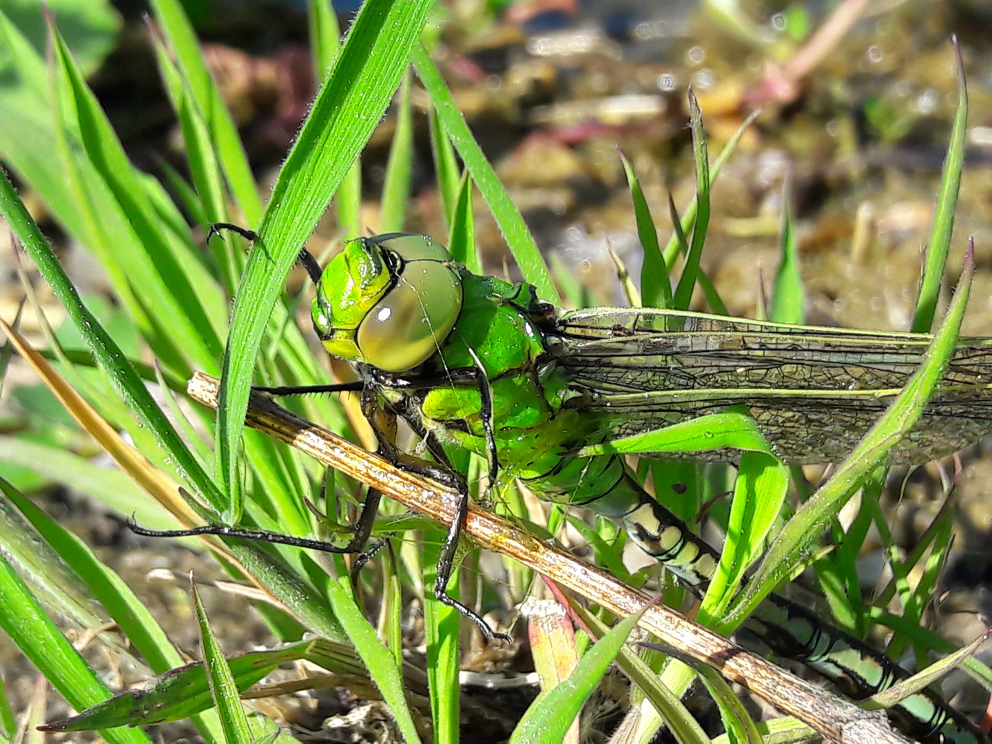 Libelle in grün