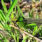 Libelle in grün