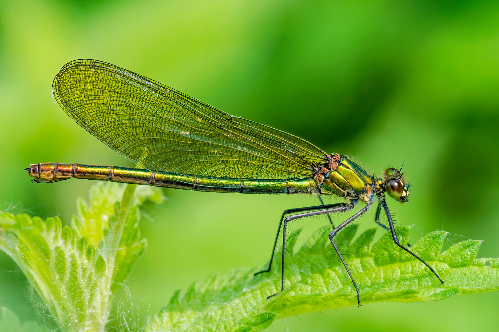 Libelle in Grün