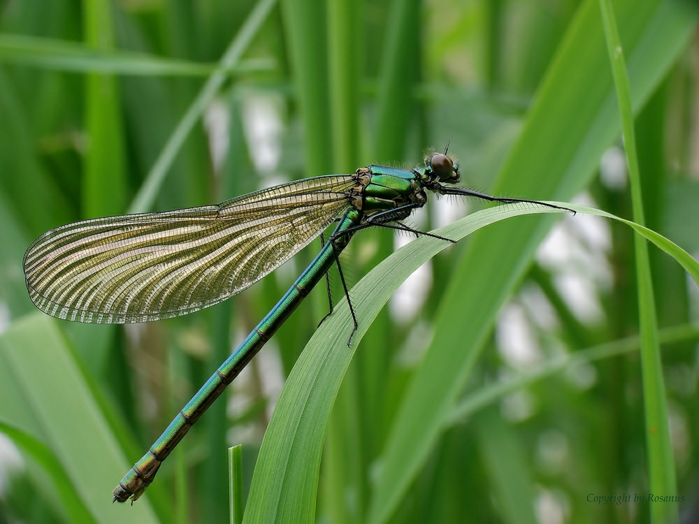 Libelle in grün