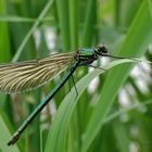 Libelle in grün