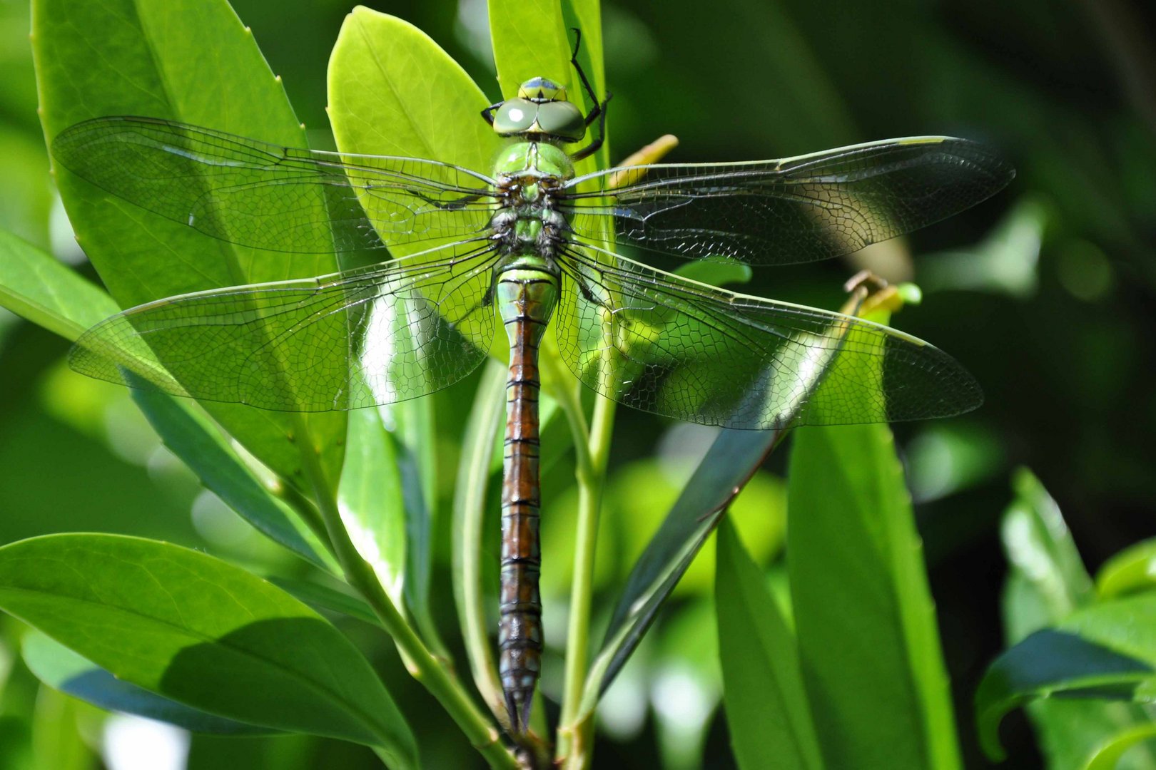 Libelle in Grün