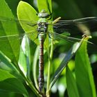 Libelle in Grün