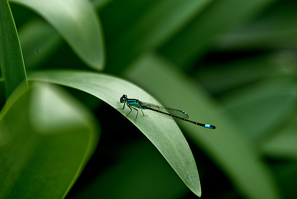 Libelle, in grün