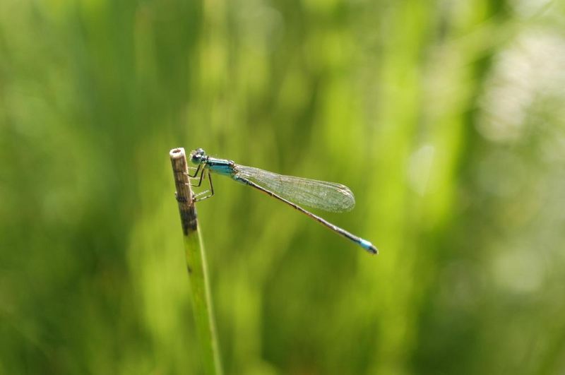 Libelle in grün