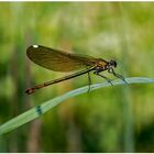 Libelle in grün