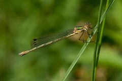 Libelle in grün ....