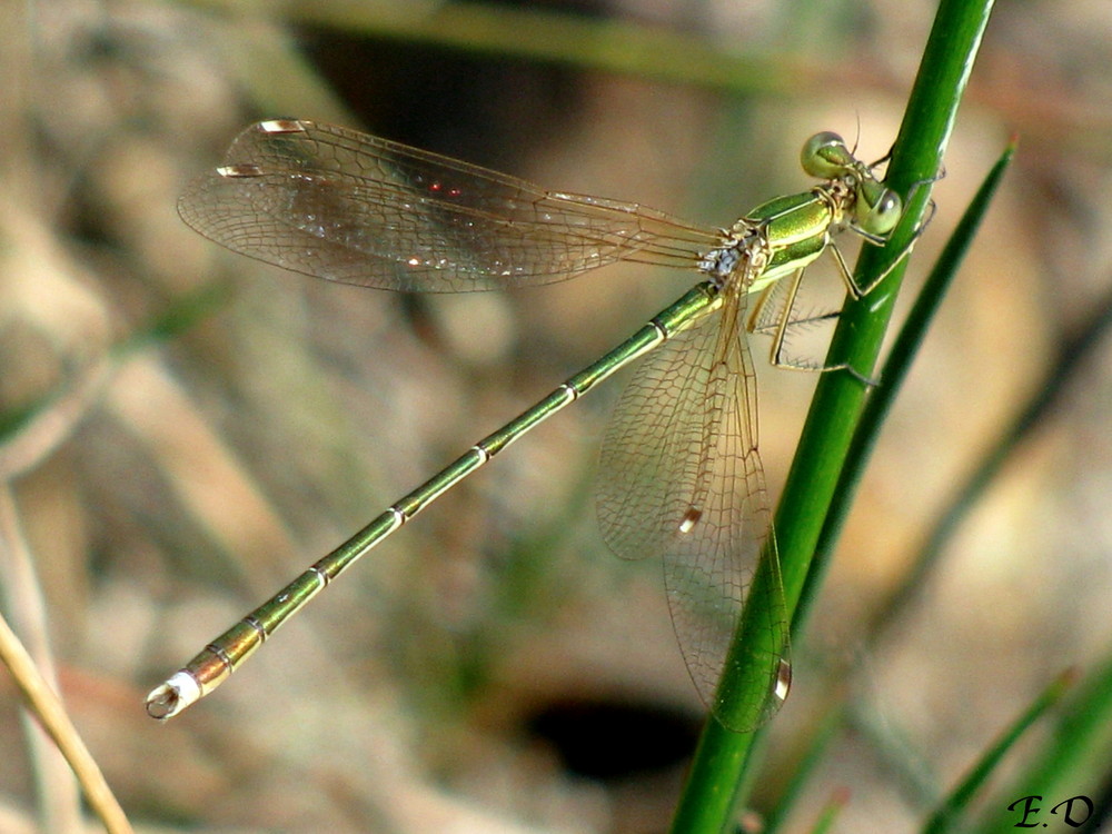 Libelle in Grün mit zweifarbigen Pterostigma