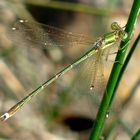 Libelle in Grün mit zweifarbigen Pterostigma