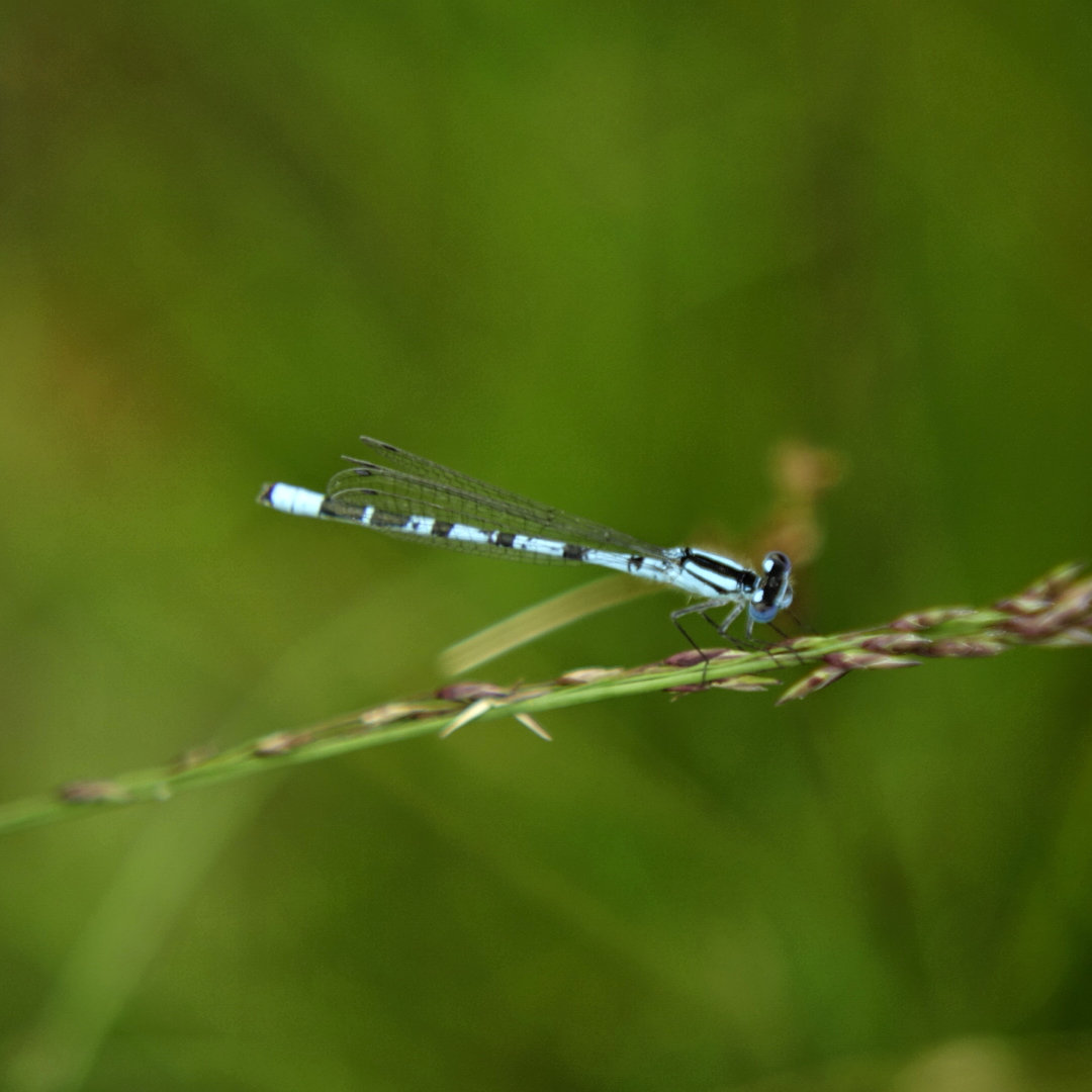 Libelle in hellblau