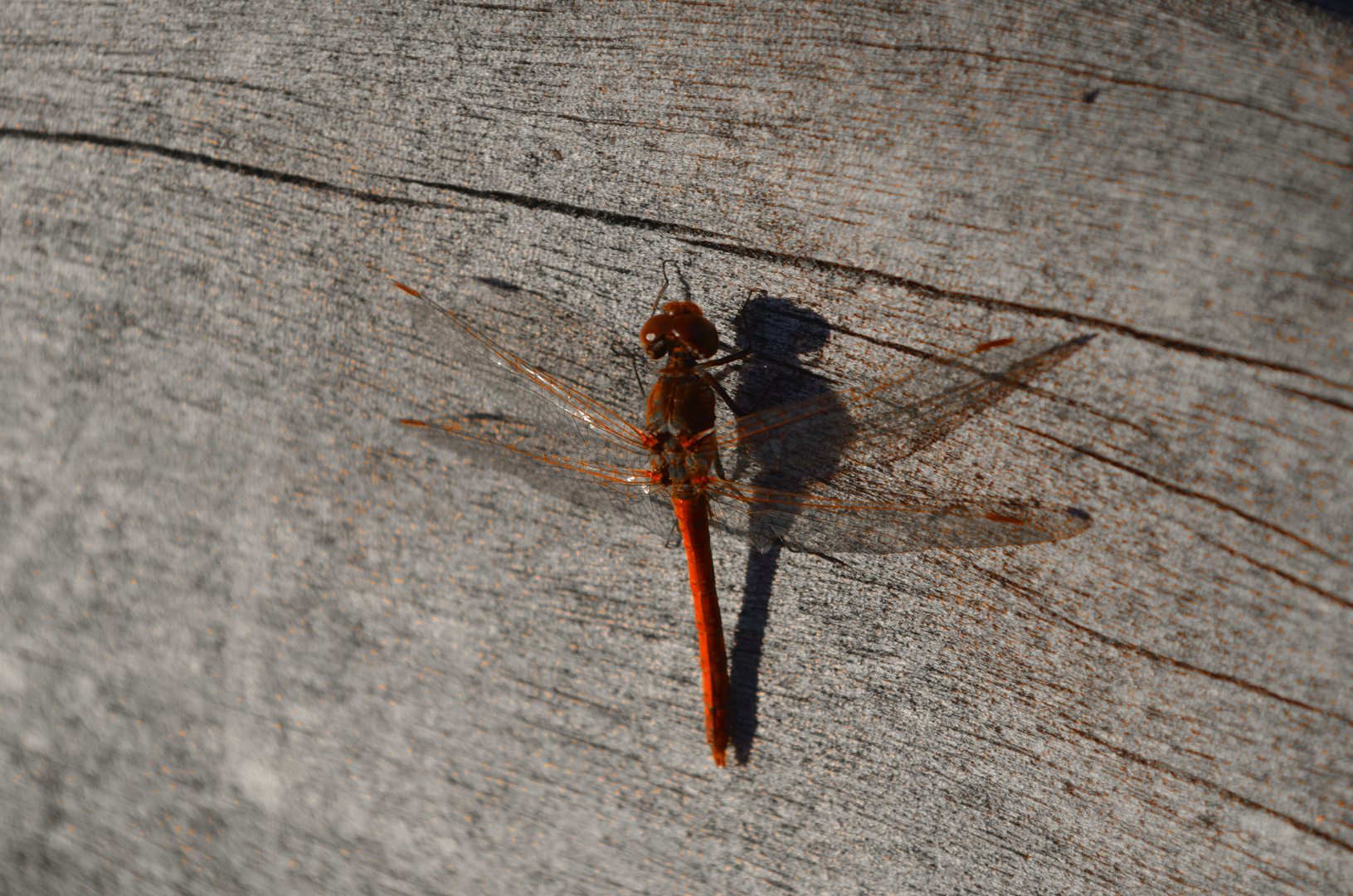 Libelle in Herbstsonne