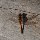 Libelle in Herbstsonne