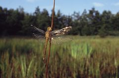 Libelle in ihrem natürlichen Lebensraum