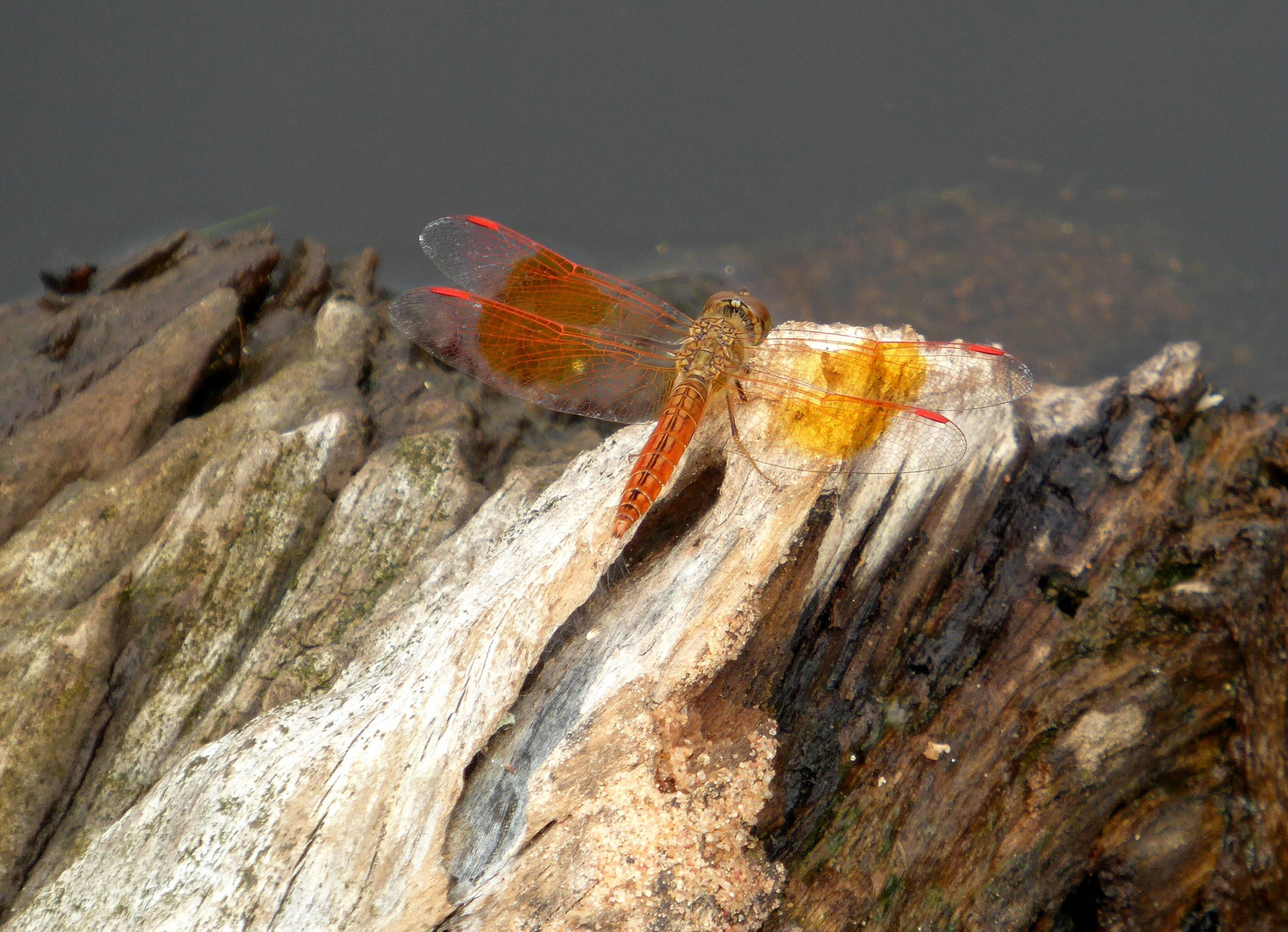 Libelle ( in Kambodscha)