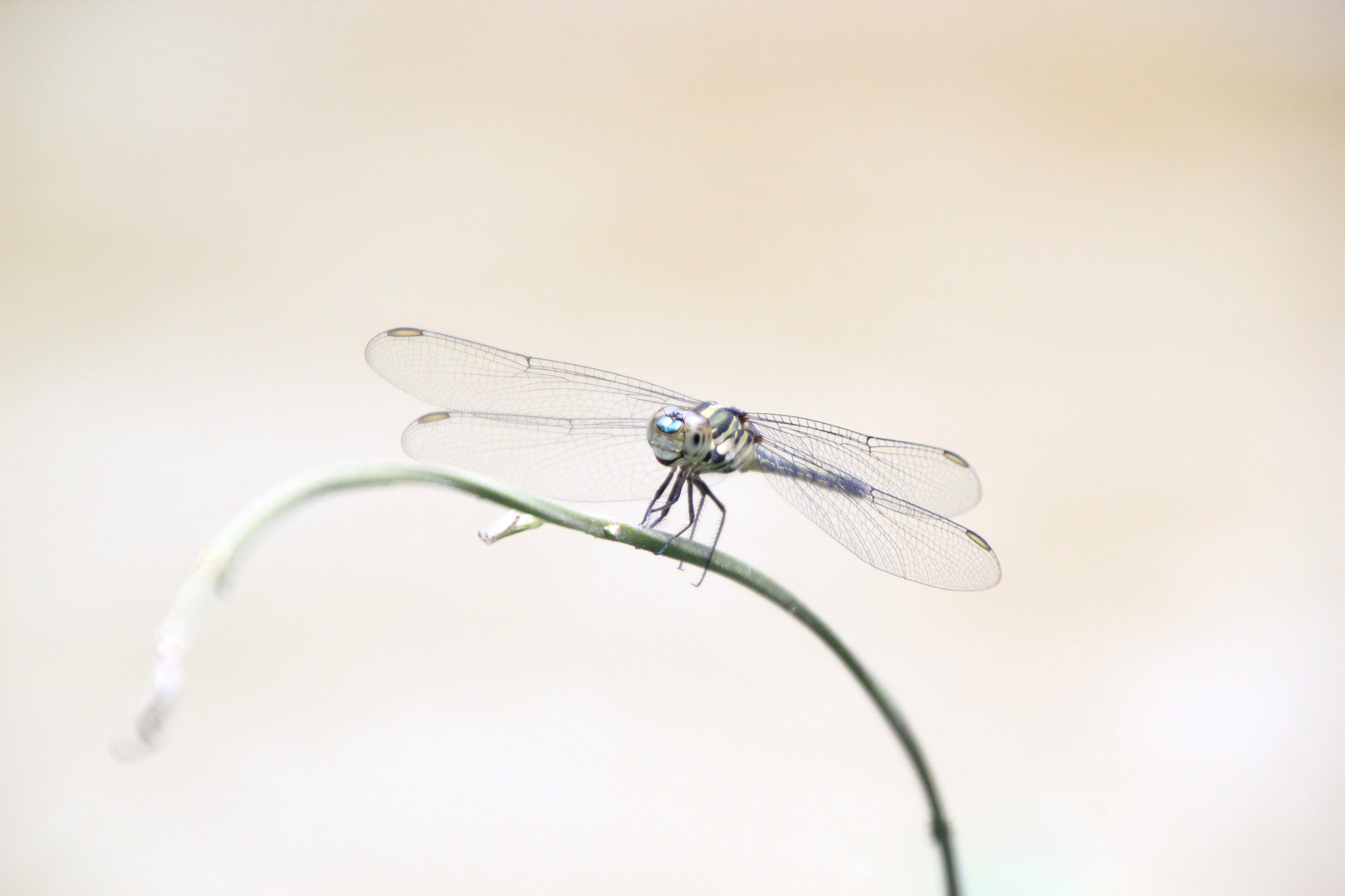 Libelle in Kambodscha