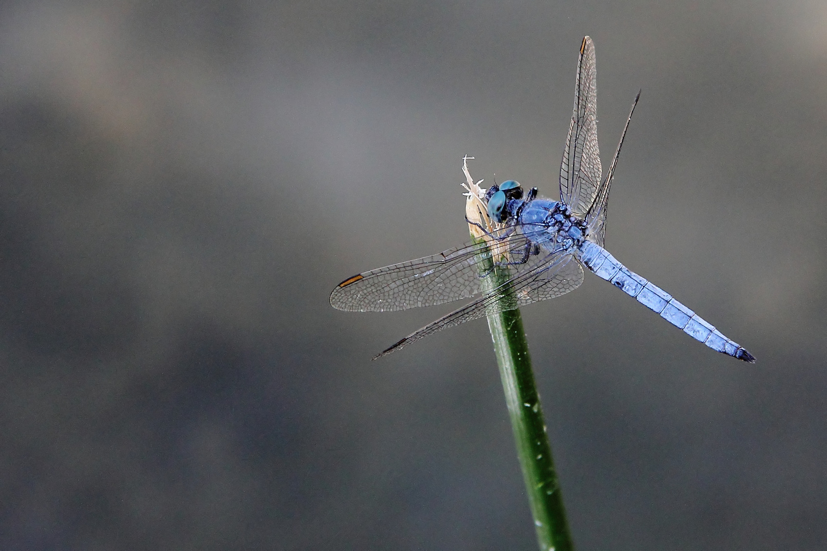 Libelle in Krka