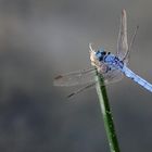 Libelle in Krka