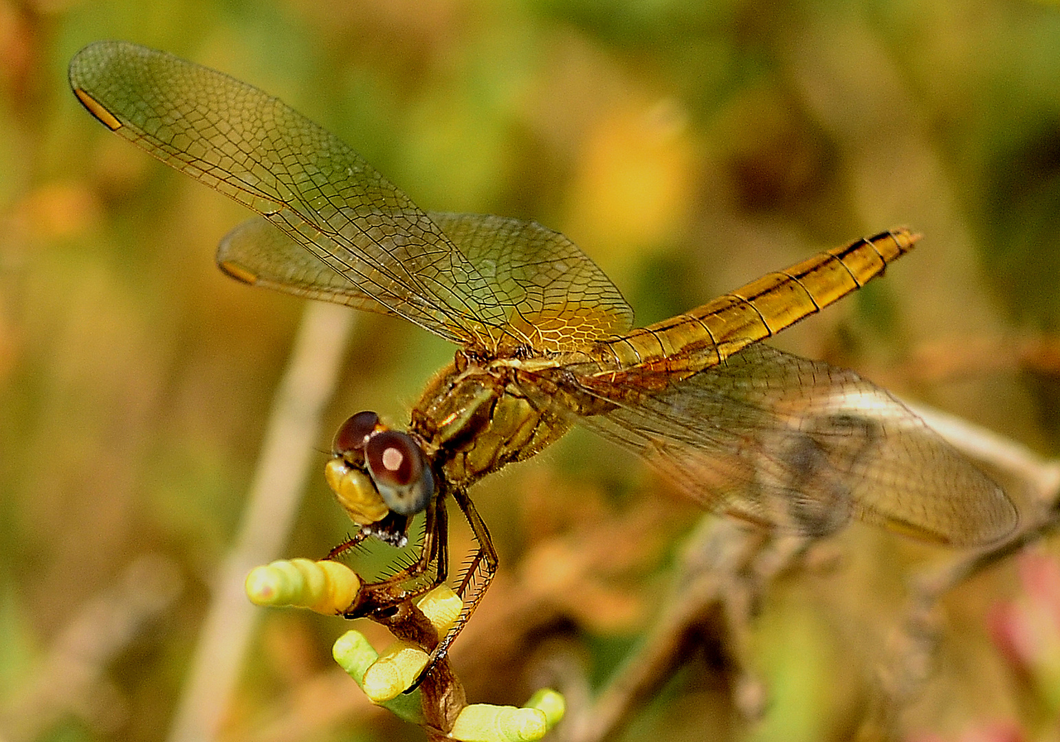 Libelle in Kroatien