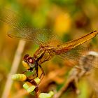 Libelle in Kroatien