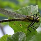 Libelle in Kroatien...