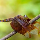 Libelle in Kundapur 2