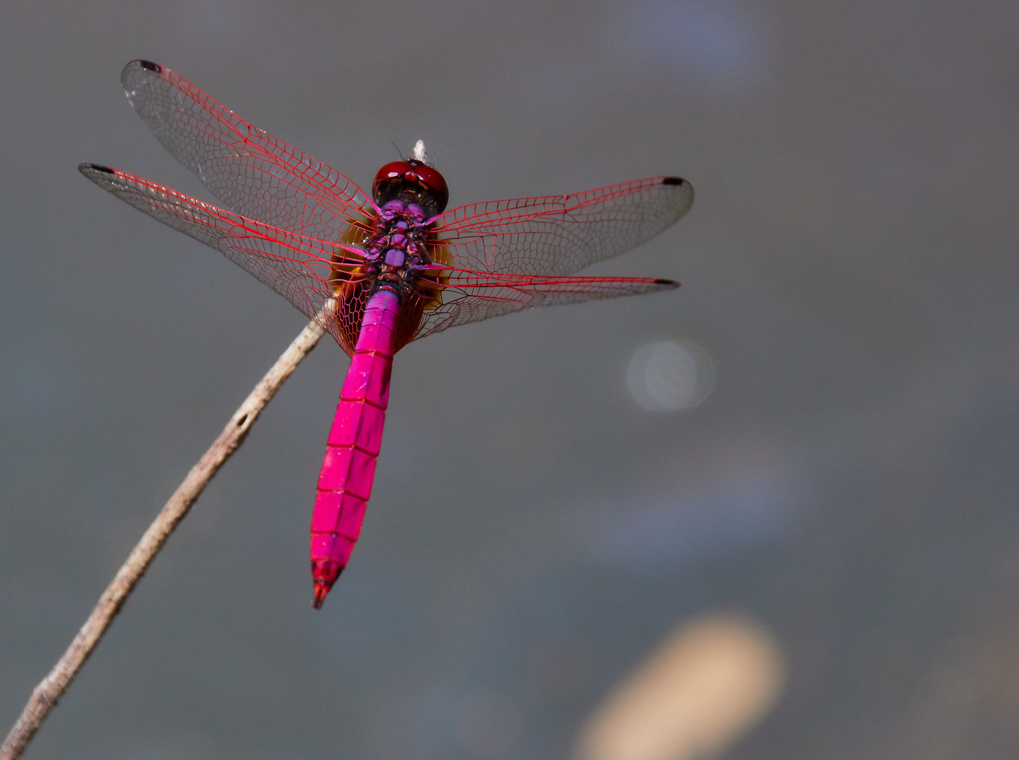 Libelle in Laos