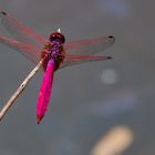 Libelle in Laos