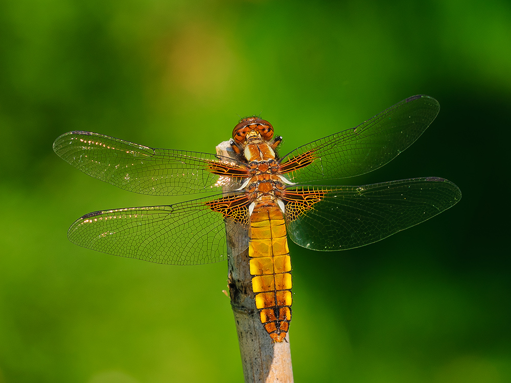 Libelle in meinem Garten