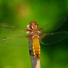 Libelle in meinem Garten