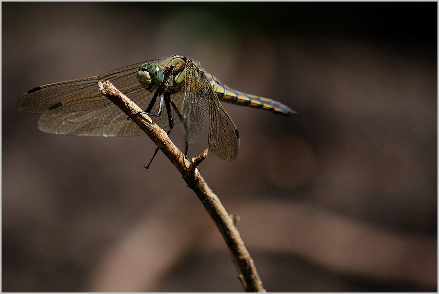 Libelle in meinem Garten