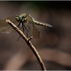 Libelle in meinem Garten