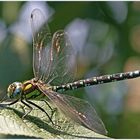 Libelle in meinem Garten