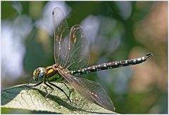 Libelle in meinem Garten