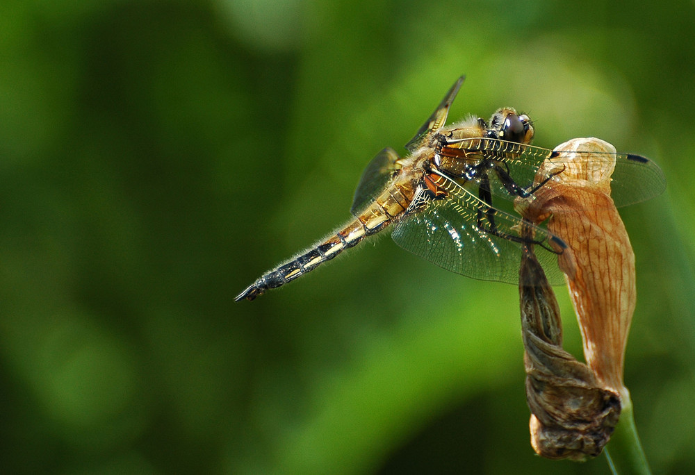 Libelle in meinen Garten