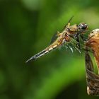 Libelle in meinen Garten