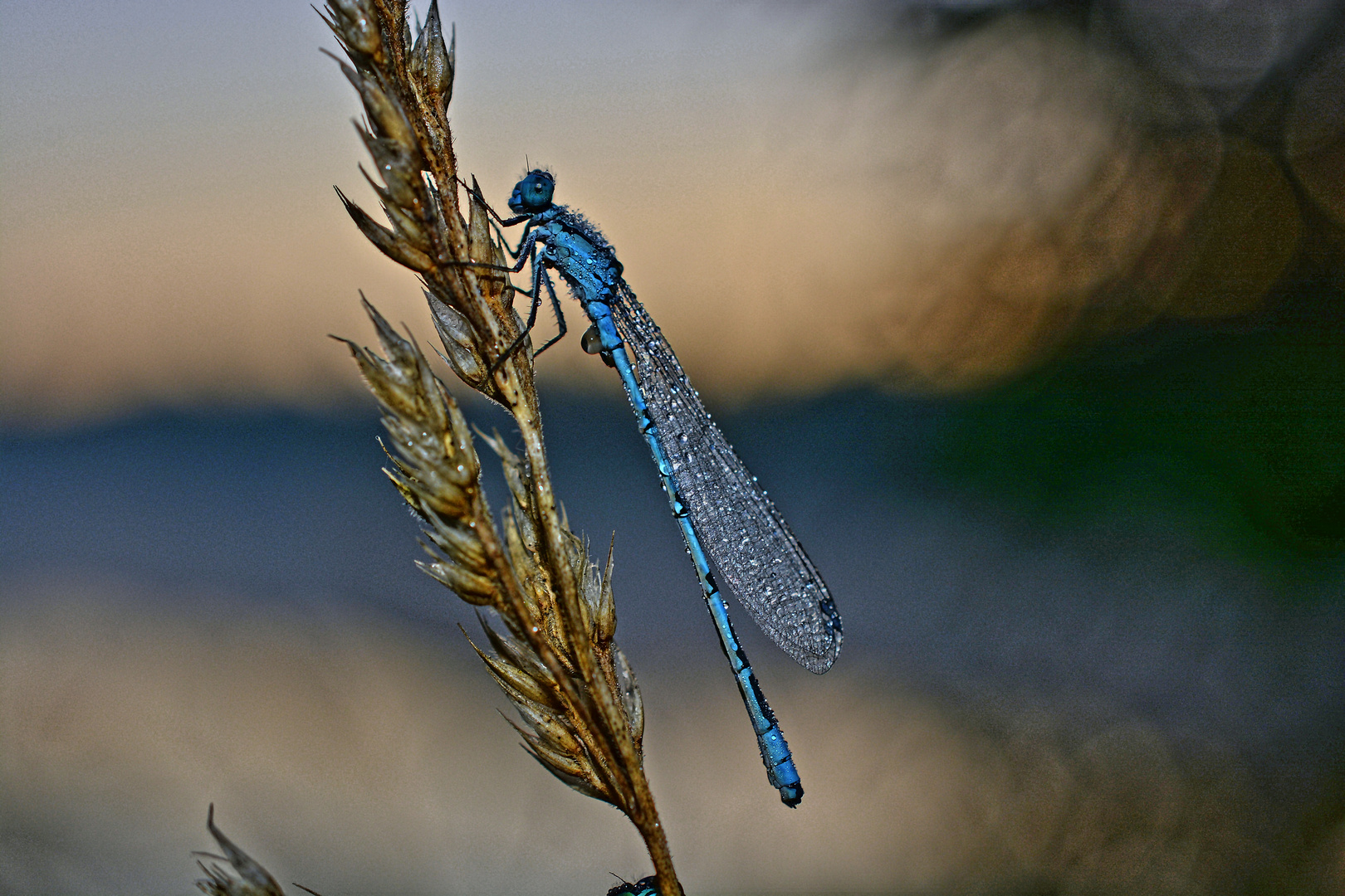 Libelle in Morgenstarre