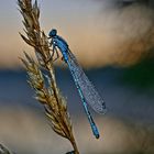 Libelle in Morgenstarre