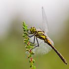 Libelle in Morgentau