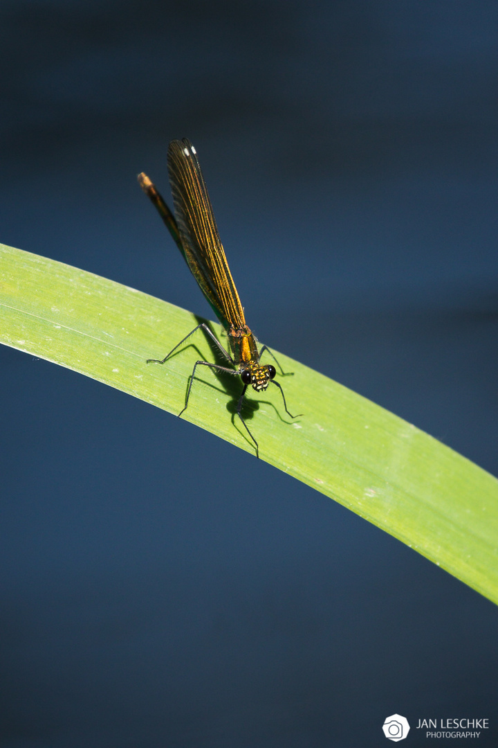 Libelle in orange