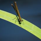 Libelle in orange