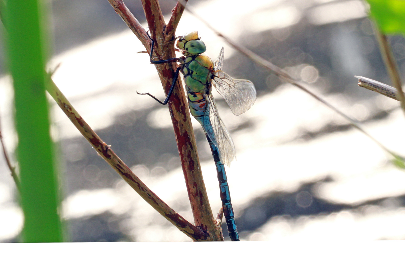 Libelle in Pose