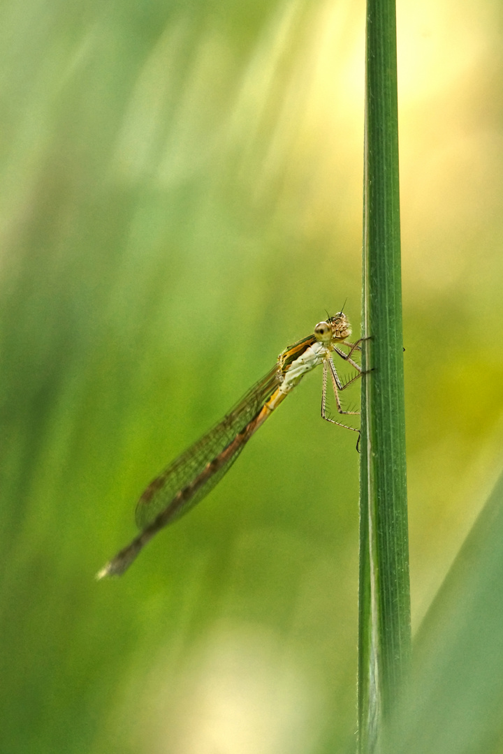 Libelle in prächtigem Licht