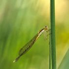 Libelle in prächtigem Licht