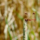 Libelle in Rot