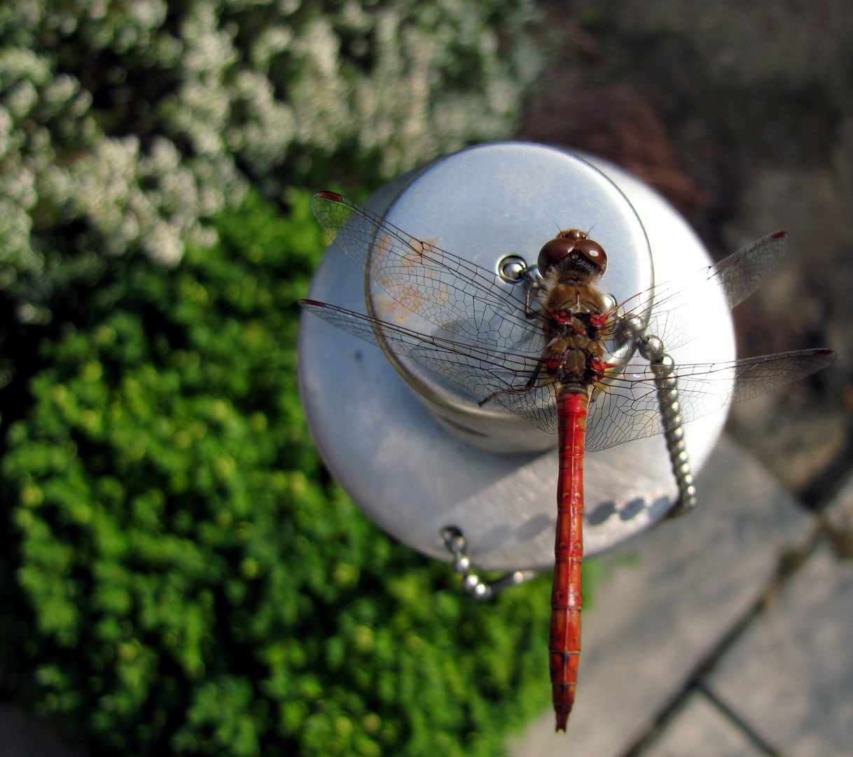 Libelle in Rot